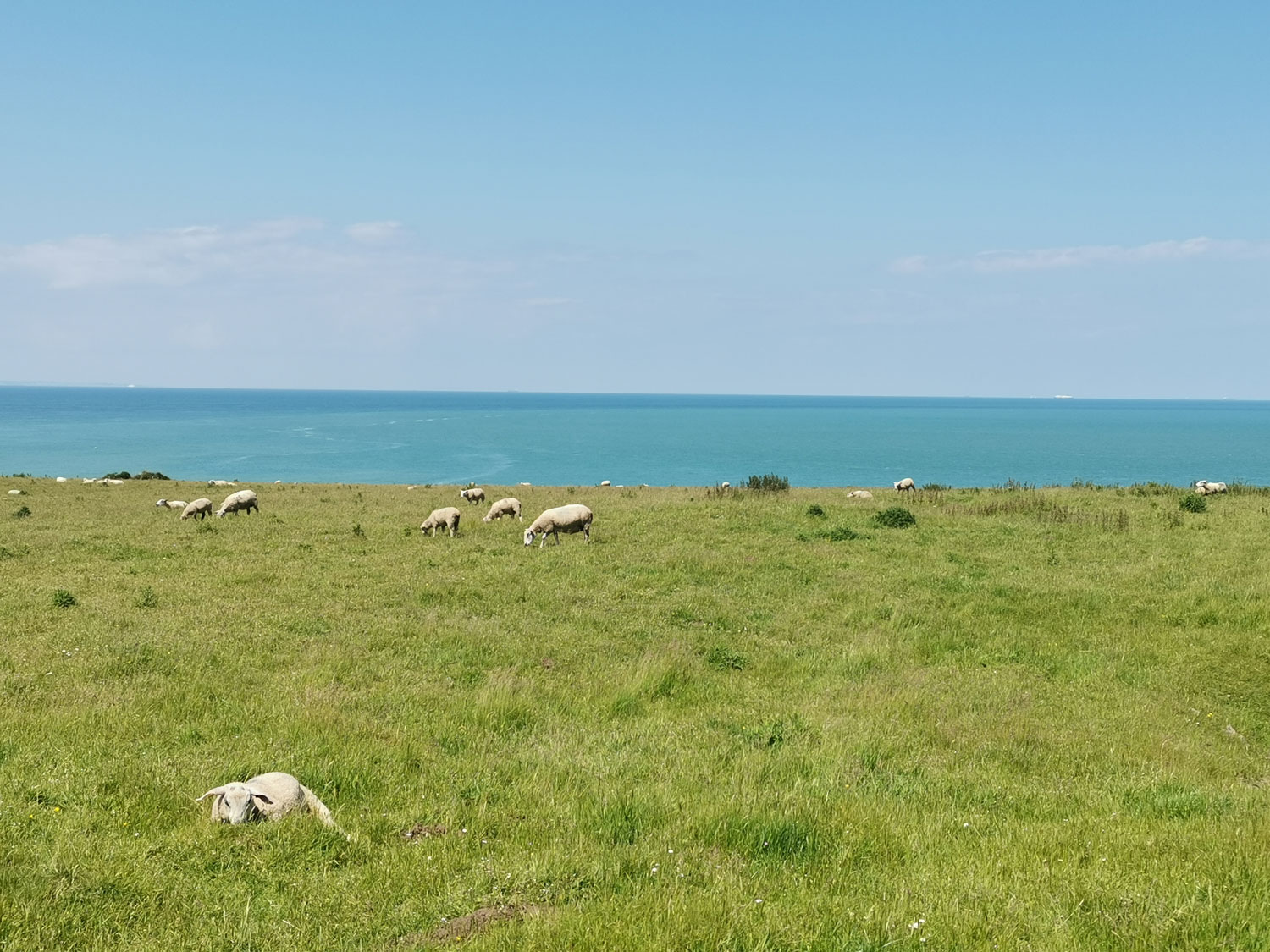 Les tondeuses naturelles sont des moutons © Globe Reporters