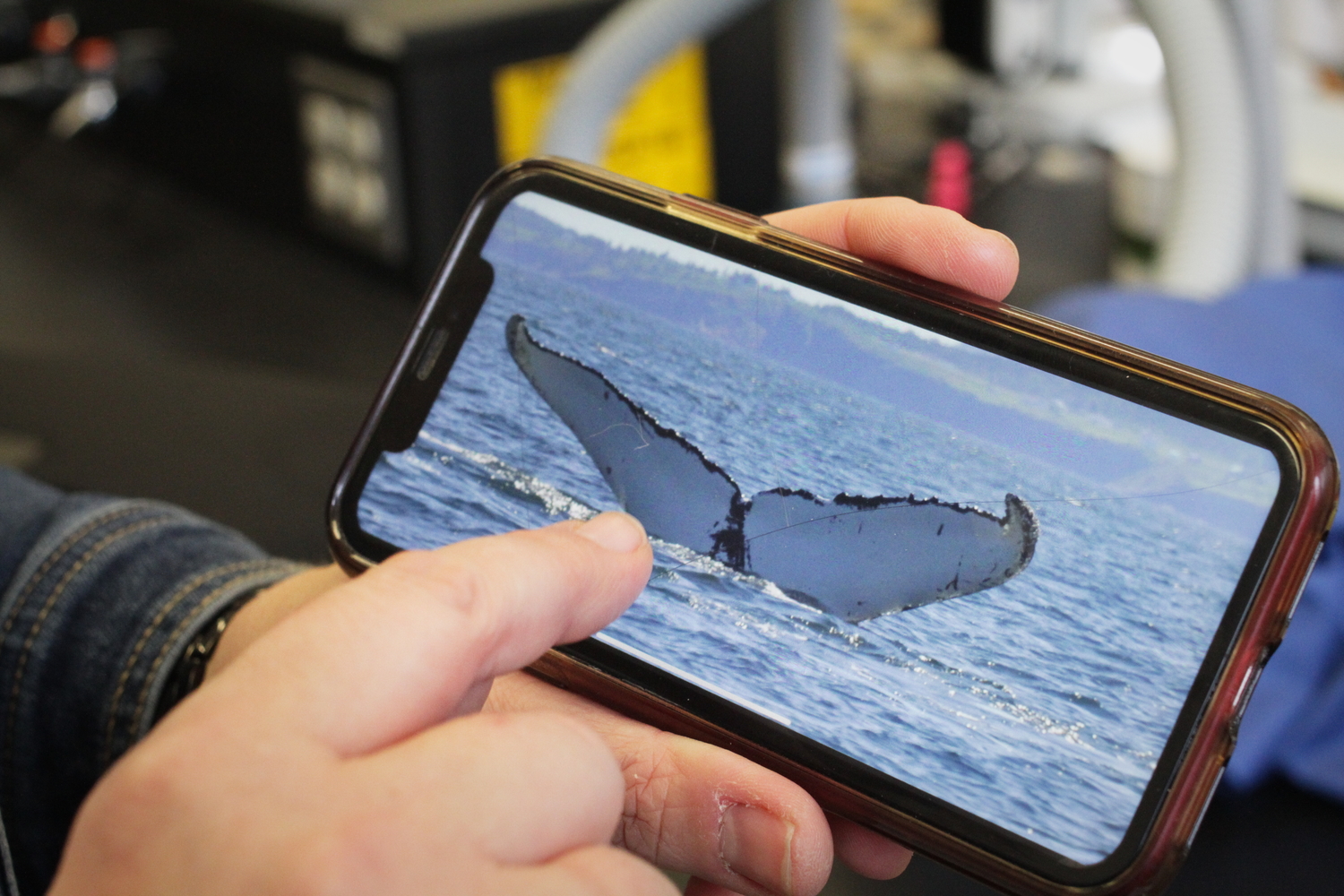 La queue d’une baleine, avec des marques distinctives. Lyne précise que l’on reconnaît chaque baleine par ces marques, comme pour des empreintes digitales.