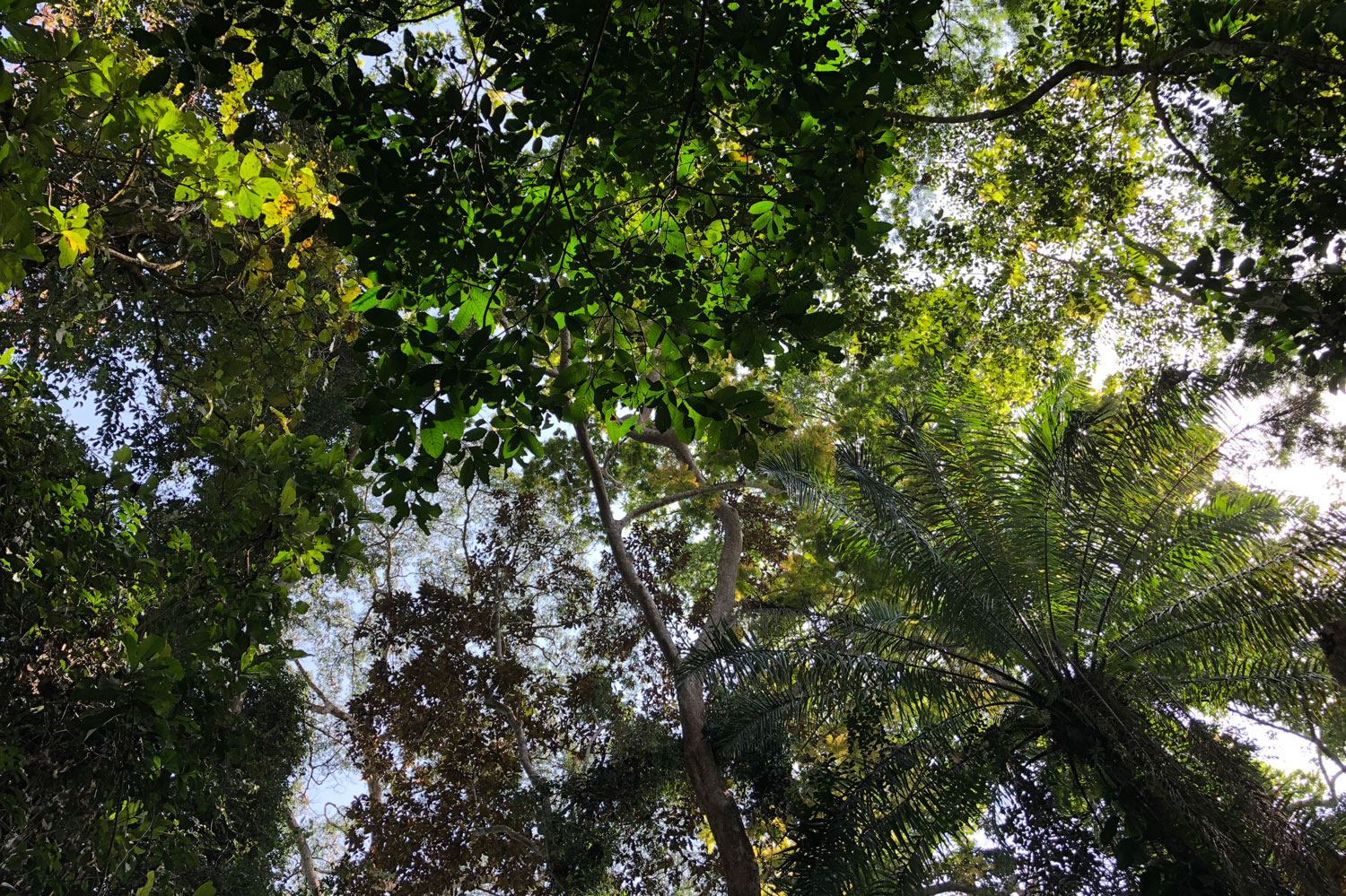 La canopée de la forêt de Ziama.