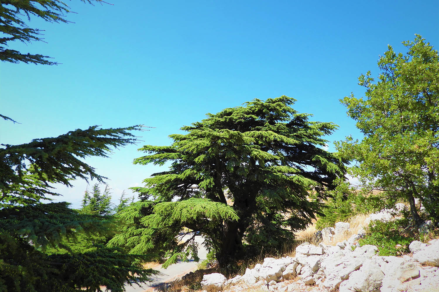 Un cèdre libanais (cedrus libani) dans la réserve. ©Shouf Biosphere Reserve