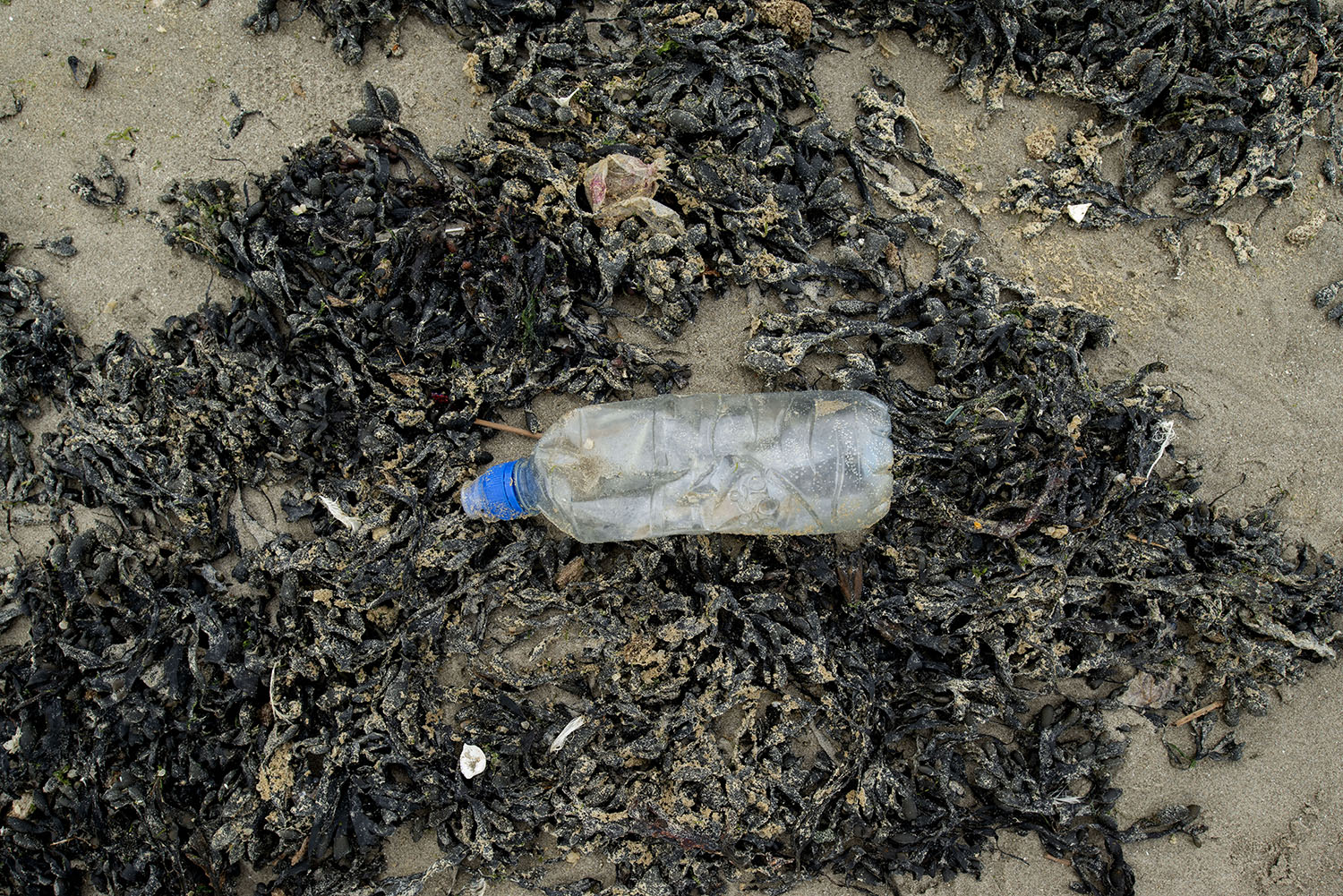 Une bouteille plastique retrouvée sur la plage de La Haye © Samuel Bollendorff
