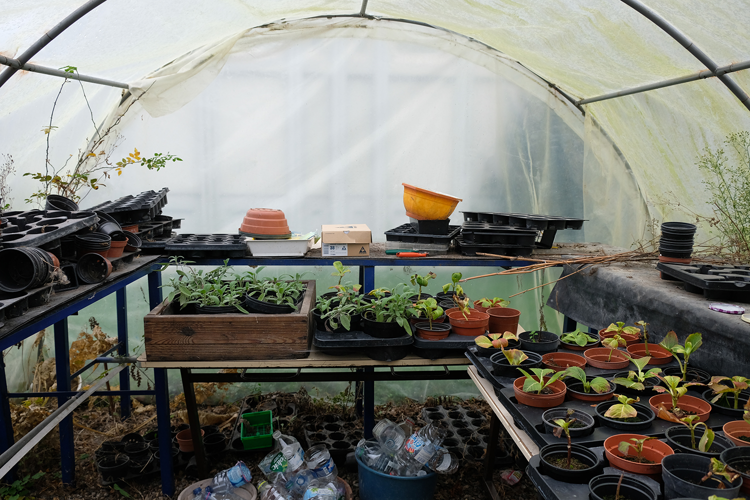Deux fois par semaine, des élèves volontaires de l’atelier jardin entretiennent les parcelles cultivées en permaculture.