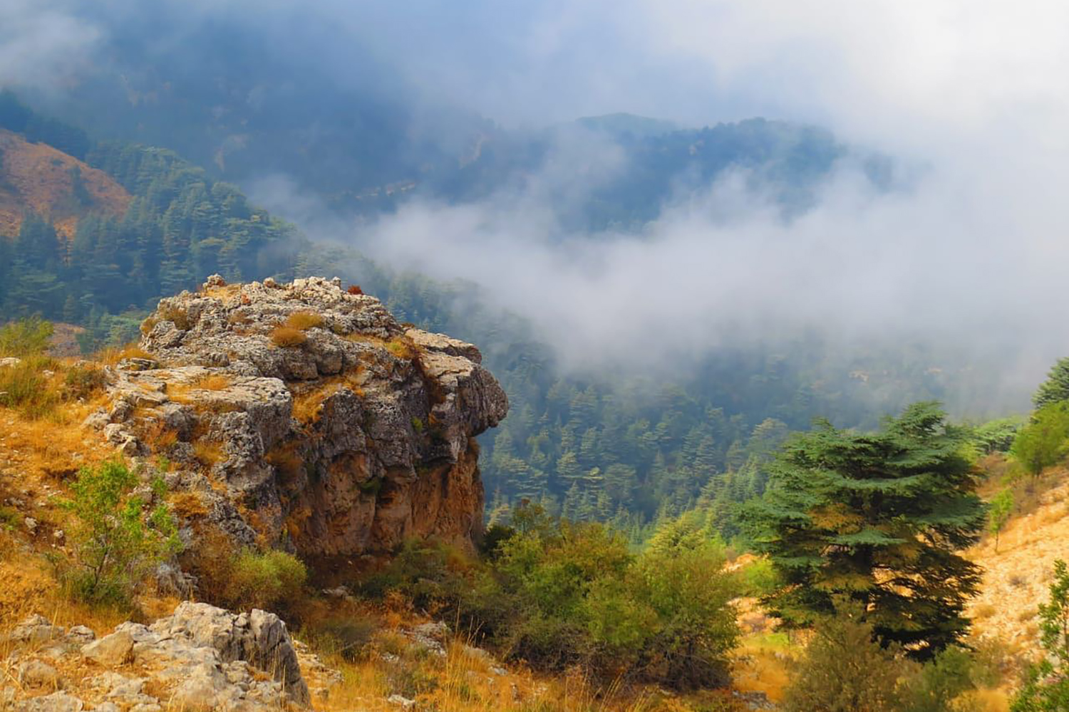 Le site abrite une multitude de plantes rares et endémiques ainsi que les derniers spécimens protégés de pommiers sauvages (pommetiers) au Liban ©Ehden