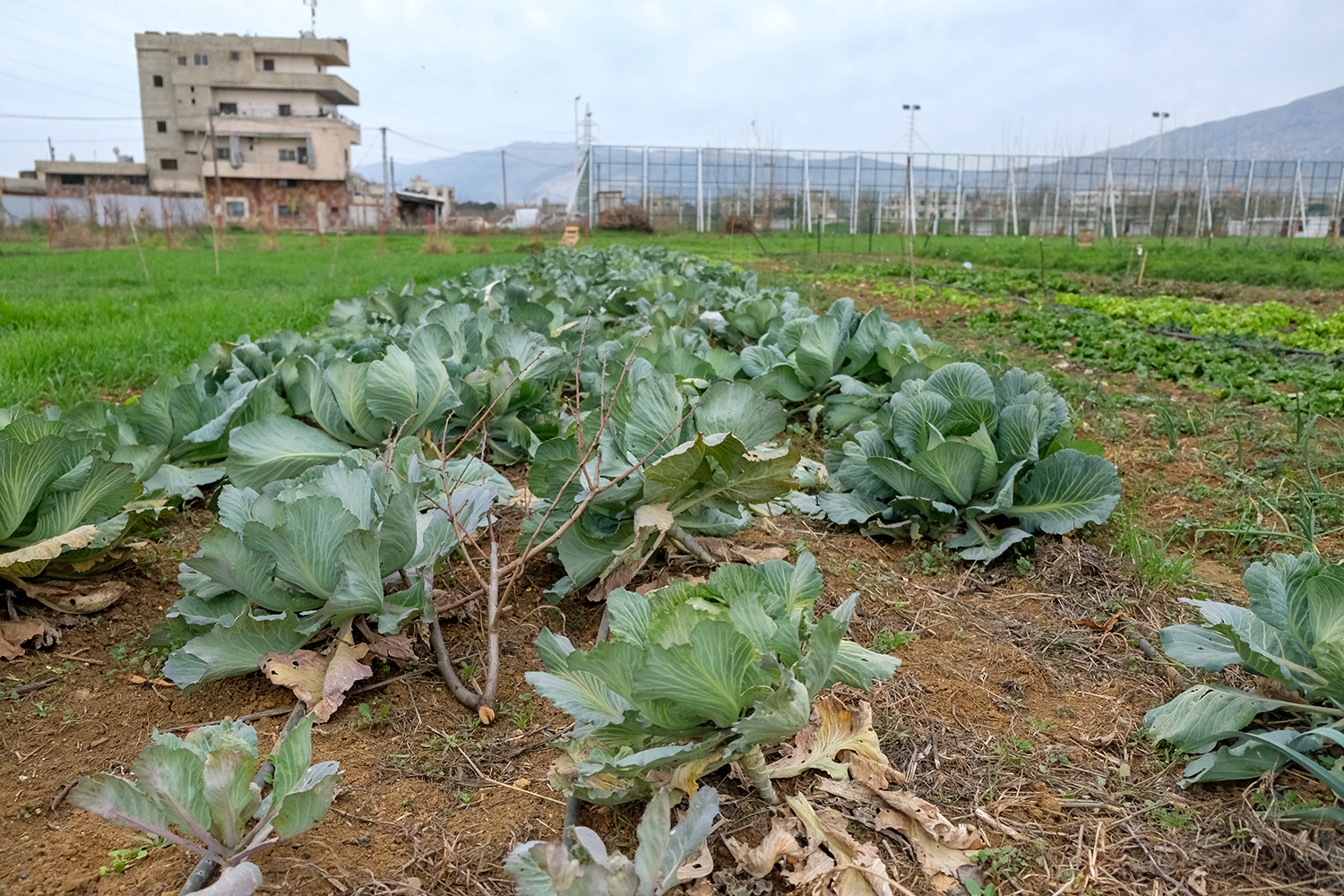 L’avantage des semences paysannes est qu’elles ne sont pas brevetées, et qu’elles sont plus adaptées au climat et au sol de la région, la Bekaa ©Globe Reporters