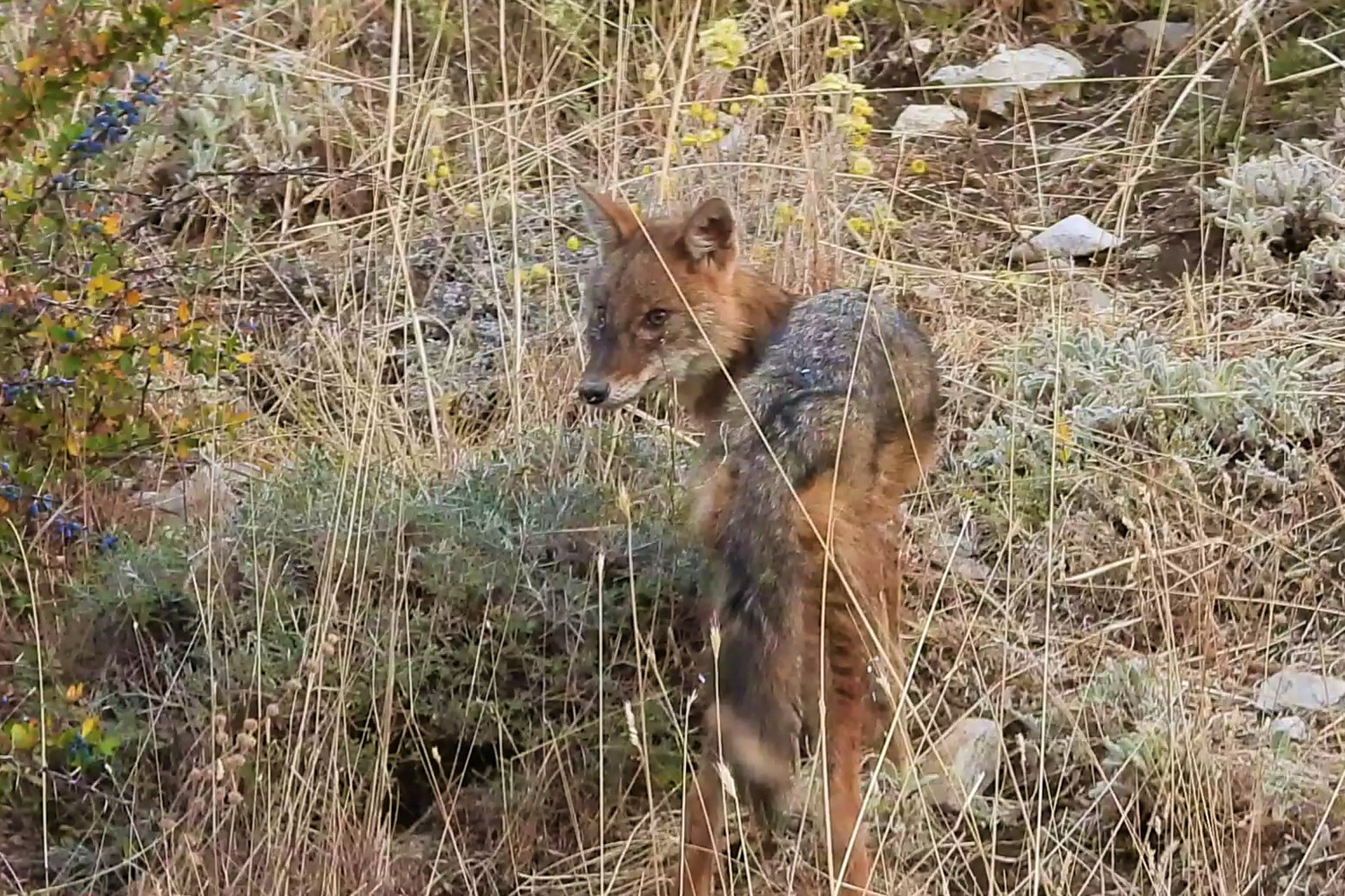 Un renard dans la réserve du Shouf. La réserve compte aussi des hyènes, des chats des marais, des hérissons, des porc-épic, des blaireaux, des damans des roches, des chauve-soris et des chacals ©Shouf Biosphere Reserve