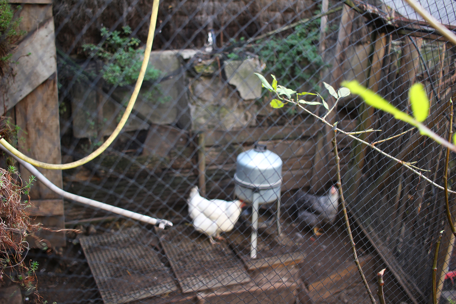 Des poules et des lapins y sont installés © Globe Reporters