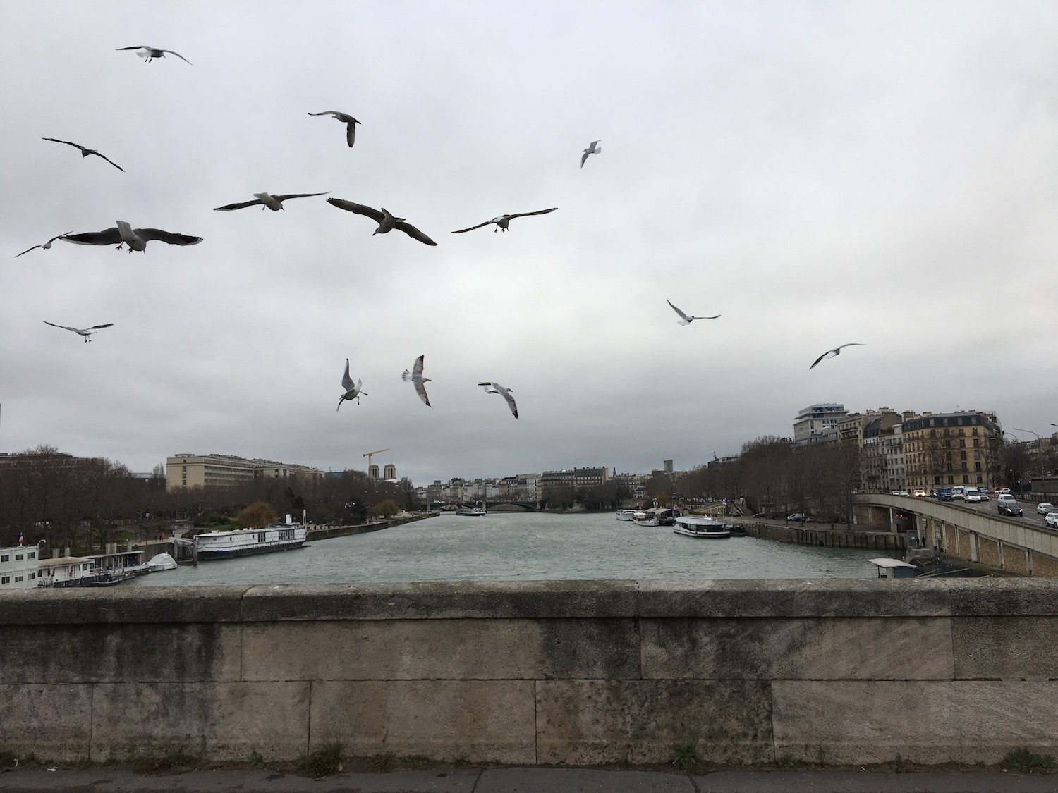 Des mouettes au-dessus de la Seine © Globe Reporters