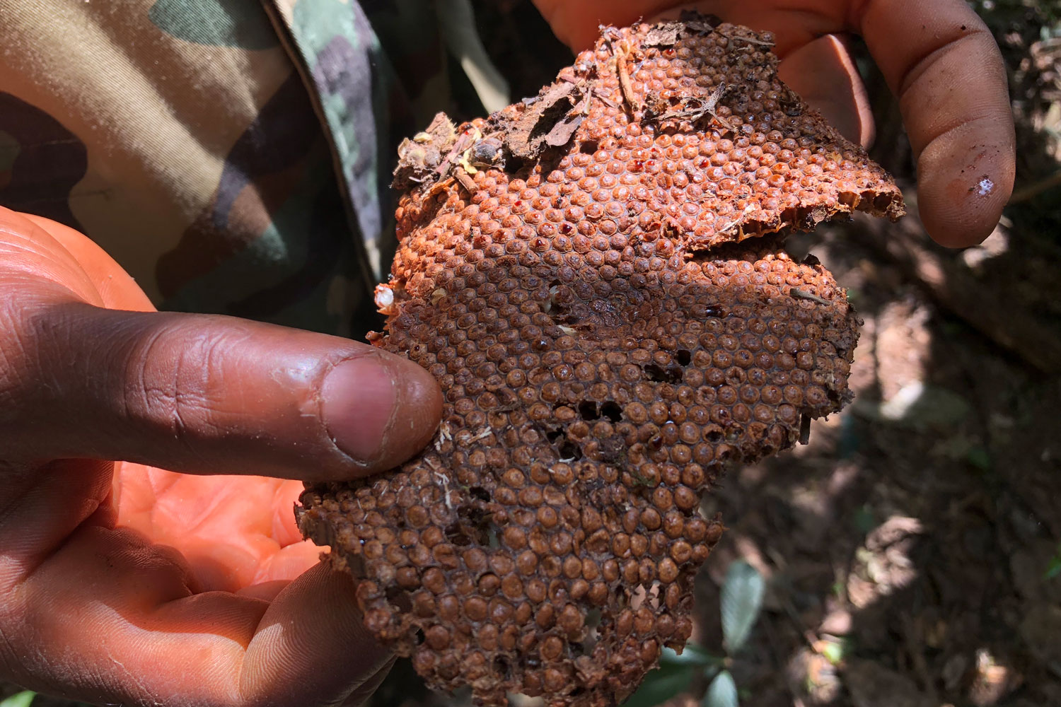 Un morceau de ruche d’abeilles sauvages récemment visitée par les éléphants.
