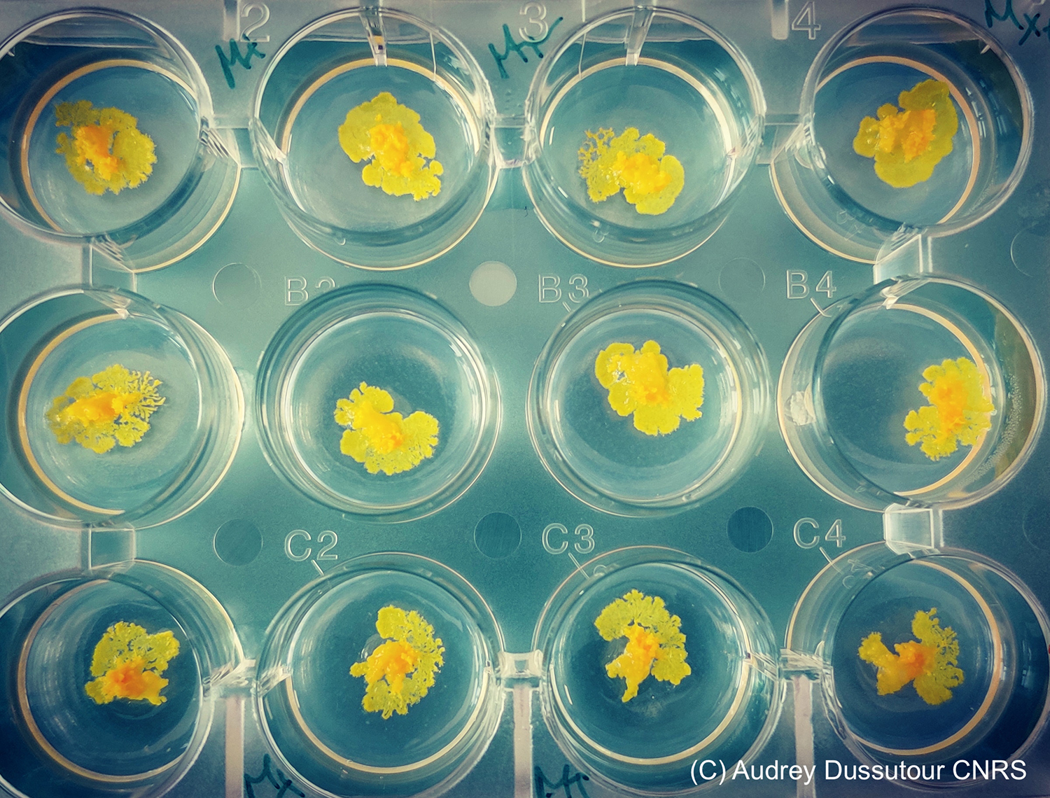 Sur cette photo de laboratoire, les blobs sont observés dans un petit récipient après avoir été coupés © Audrey DUSSUTOUR