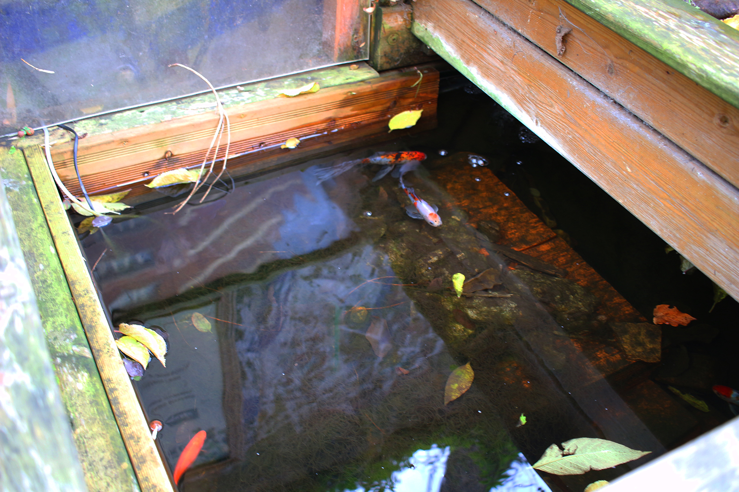 Un petit bassin sert à pratiquer la technique de l’aquaponie © Globe Reporters