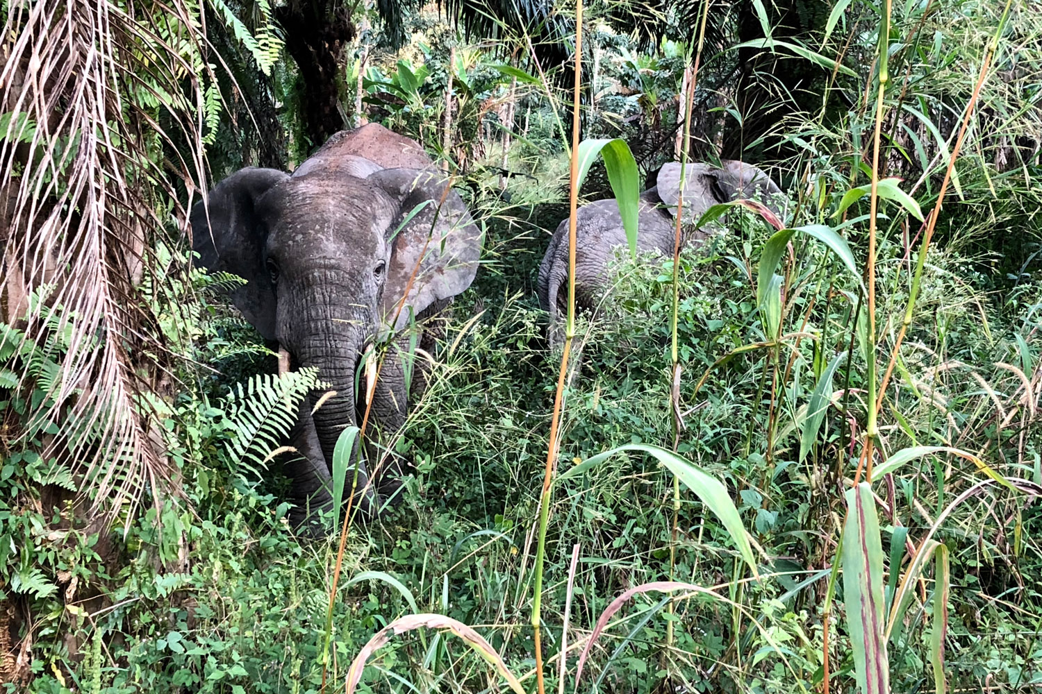 « Les éléphants se trouvent à l’endroit même où nous avons quitté la piste de jungle pour retrouver la route bitumée. »