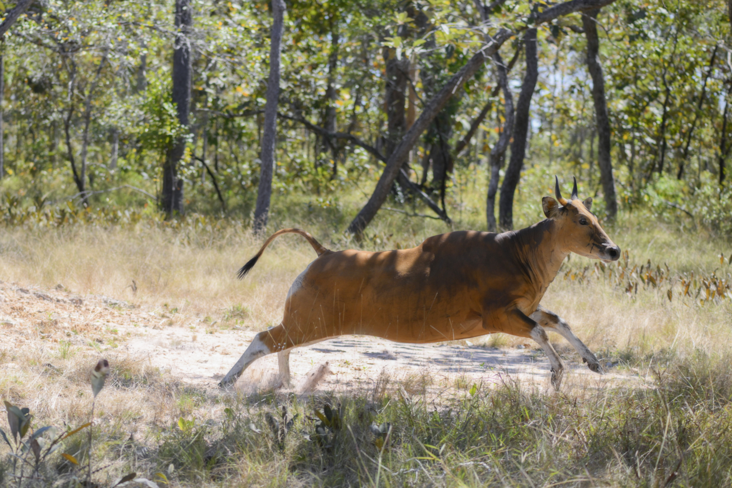 Femelle Banteng dans la forêt cambodgienne © Jeremy Holden Rising Phoenix