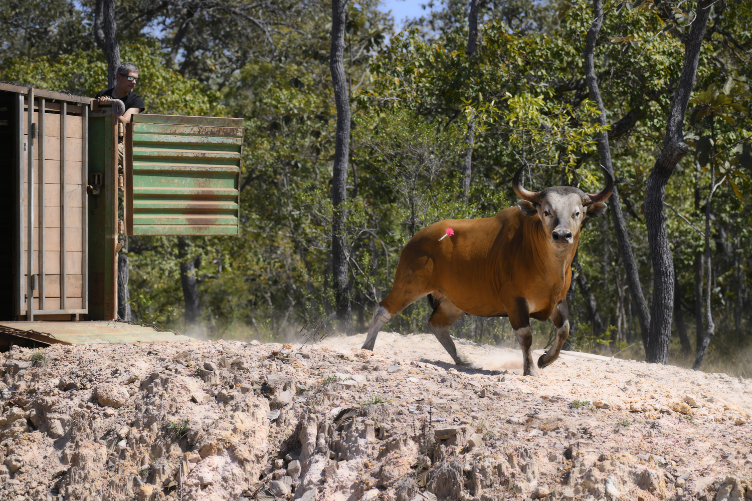 Romain LEGRAND et une femelle Banteng © Jeremy Holden Rising Phoenix