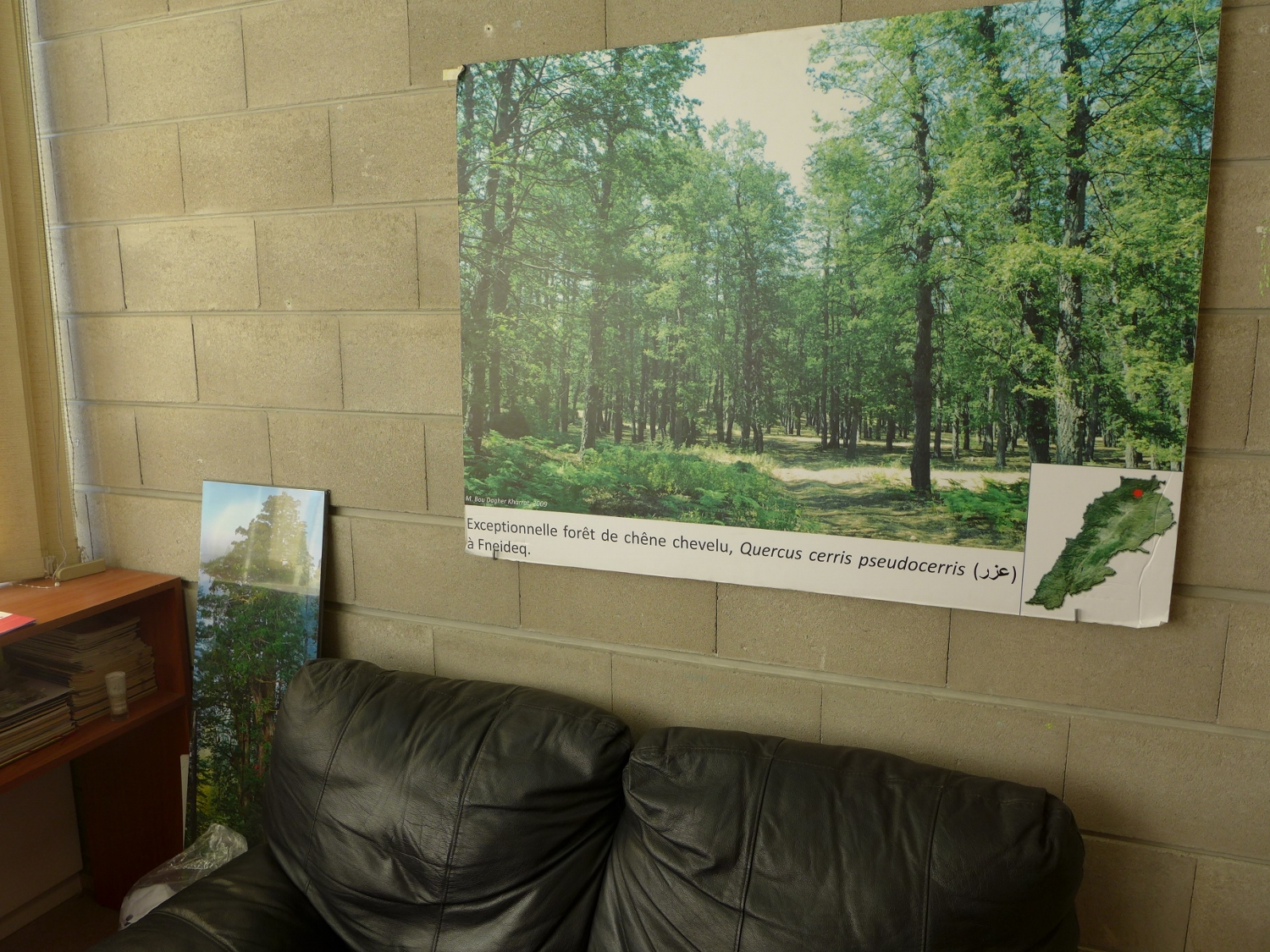 Dans le bureau de Magda, des arbres ont poussé sur les murs en parpaing © Globe Reporters
